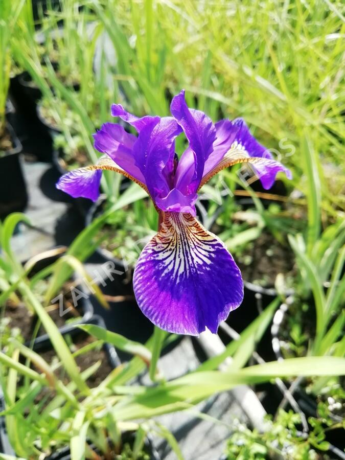 Kosatec 'Flos' - Iris 'Flos'