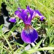 Kosatec 'Flos' - Iris 'Flos'