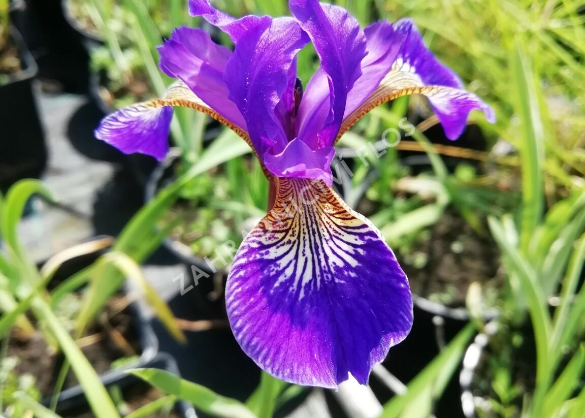 Kosatec 'Flos' - Iris 'Flos'