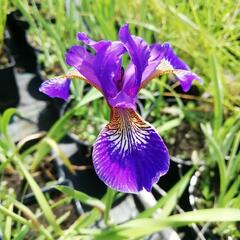 Kosatec 'Flos' - Iris 'Flos'