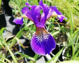 Kosatec 'Flos'