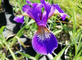 Kosatec 'Flos' - Iris 'Flos'