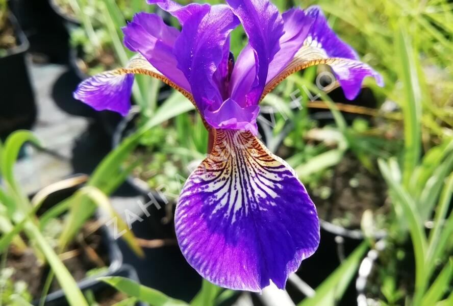 Kosatec 'Flos' - Iris 'Flos'