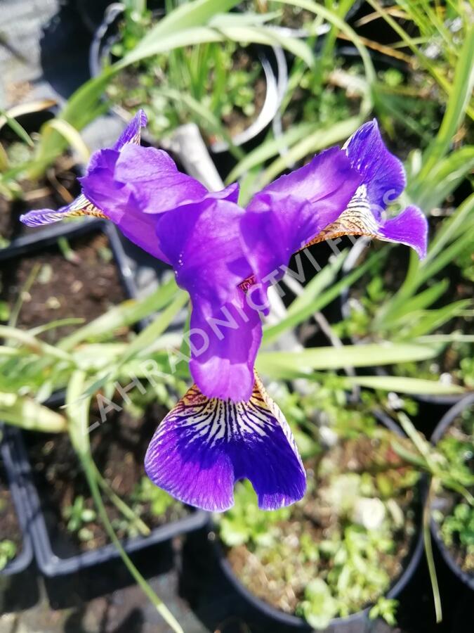 Kosatec 'Flos' - Iris 'Flos'