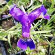 Kosatec 'Flos' - Iris 'Flos'