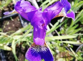 Kosatec 'Flos' - Iris 'Flos'