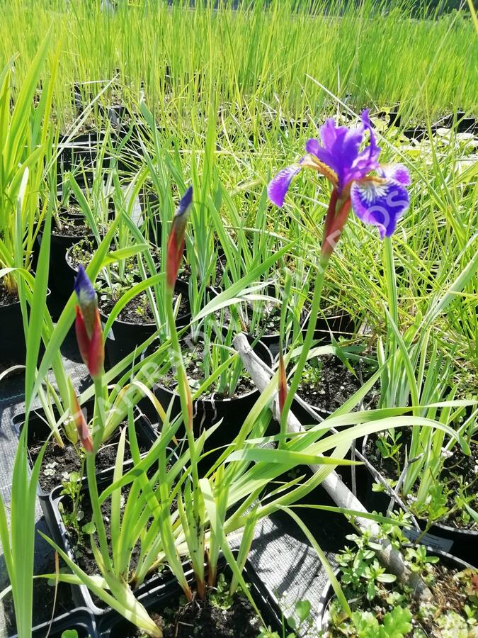 Kosatec 'Flos' - Iris 'Flos'