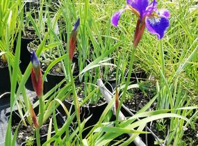 Kosatec 'Flos' - Iris 'Flos'