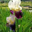 Kosatec německý 'Salonikí' - Iris barbata-elatior 'Saloniki'