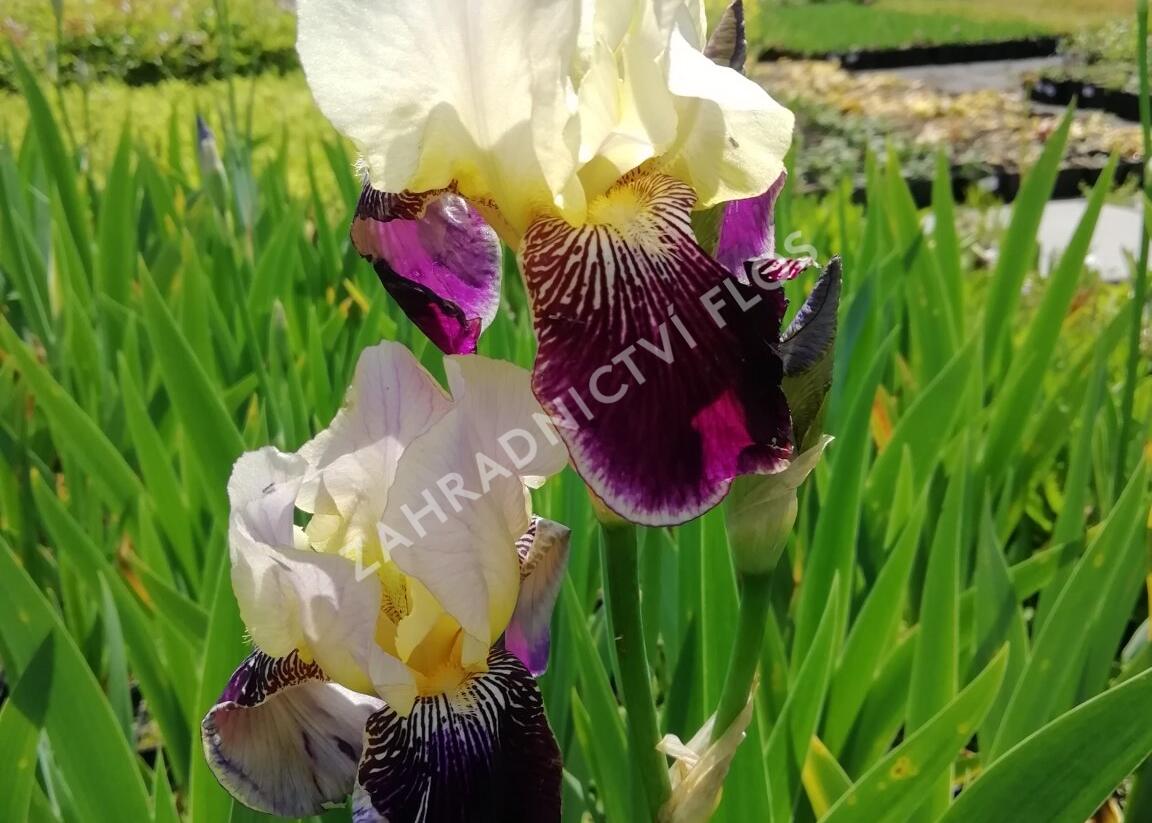 Kosatec německý 'Salonikí' - Iris barbata-elatior 'Saloniki'