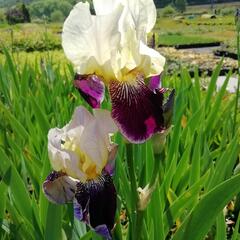 Kosatec německý 'Salonikí' - Iris barbata-elatior 'Saloniki'