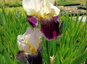 Kosatec německý 'Salonikí' - Iris barbata-elatior 'Saloniki'