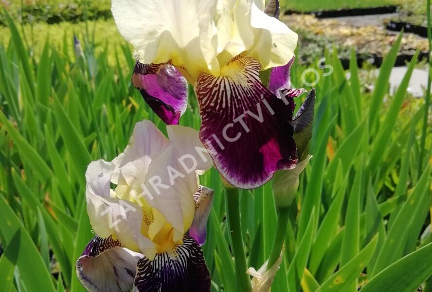 Kosatec německý 'Salonikí' - Iris barbata-elatior 'Saloniki'
