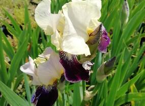 Kosatec německý 'Salonikí' - Iris barbata-elatior 'Saloniki'