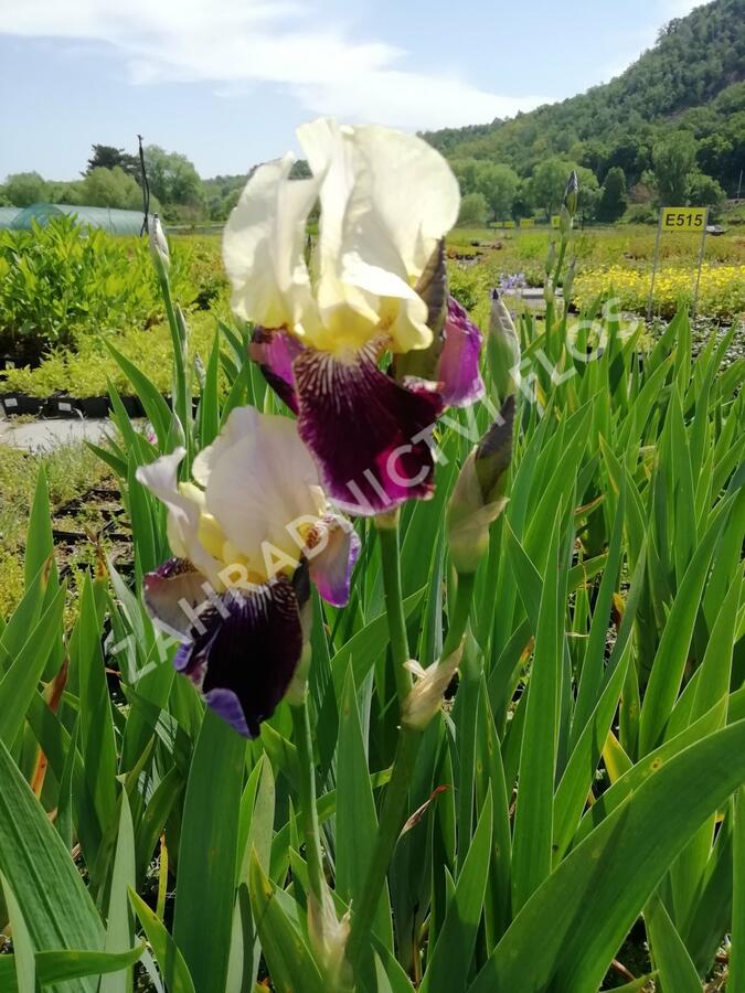 Kosatec německý 'Salonikí' - Iris barbata-elatior 'Saloniki'