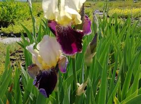 Kosatec německý 'Salonikí' - Iris barbata-elatior 'Saloniki'