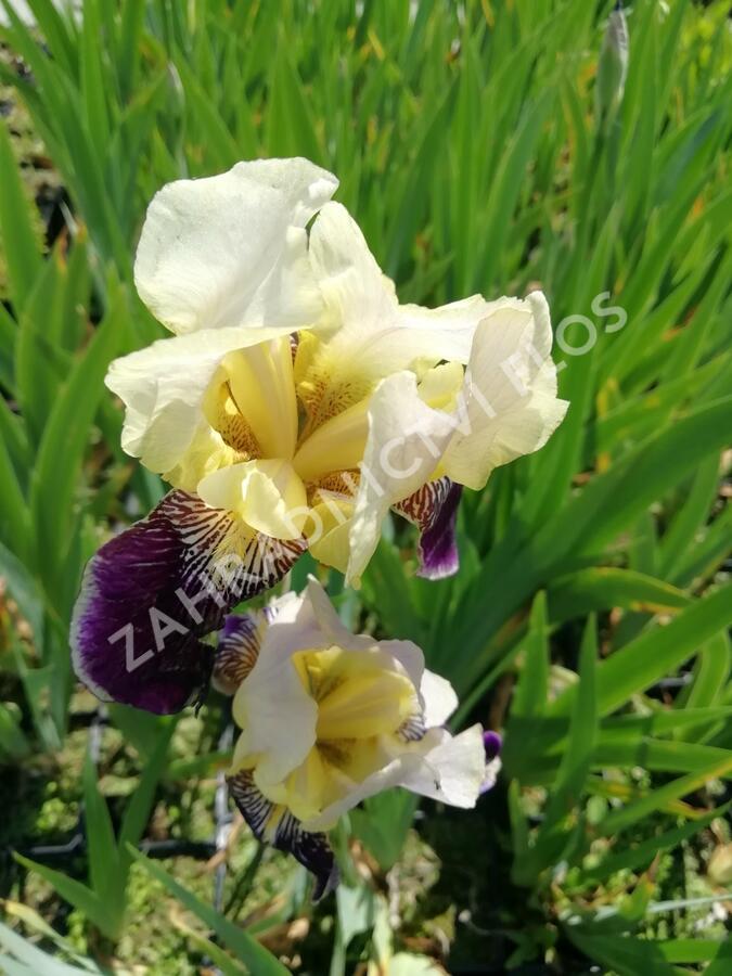 Kosatec německý 'Salonikí' - Iris barbata-elatior 'Saloniki'