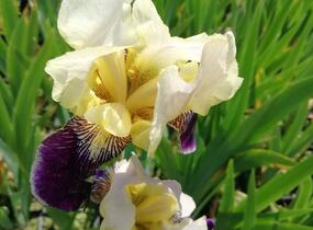 Kosatec německý 'Salonikí' - Iris barbata-elatior 'Saloniki'