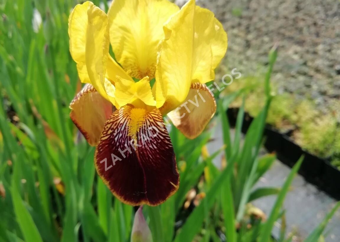 Kosatec německý 'Pinnacle' - Iris barbata-elatior 'Pinnacle'