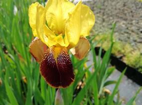 Kosatec německý 'Pinnacle' - Iris barbata-elatior 'Pinnacle'