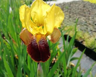 Kosatec německý 'Pinnacle'