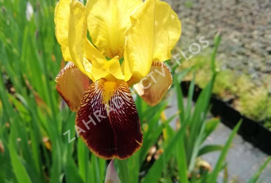 Kosatec německý 'Pinnacle' - Iris barbata-elatior 'Pinnacle'