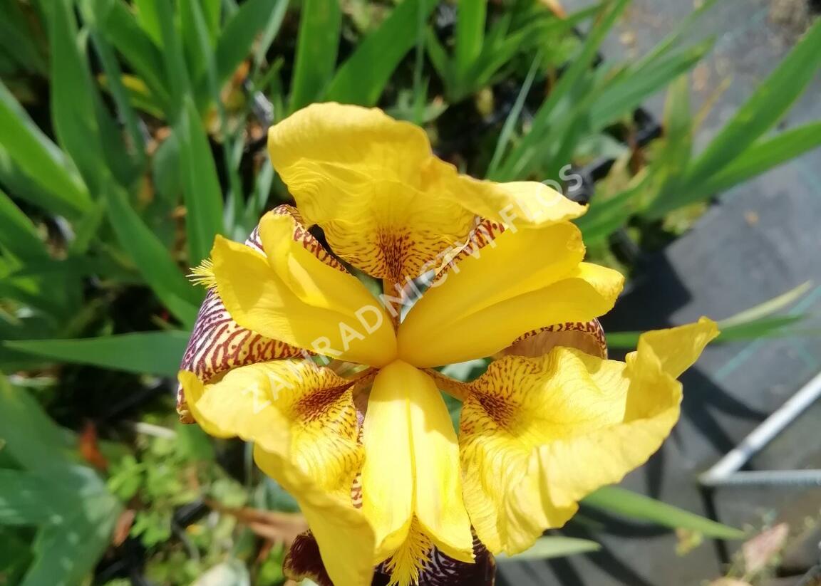 Kosatec německý 'Pinnacle' - Iris barbata-elatior 'Pinnacle'