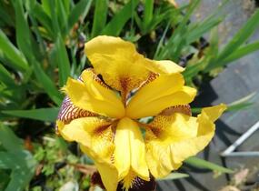 Kosatec německý 'Pinnacle' - Iris barbata-elatior 'Pinnacle'