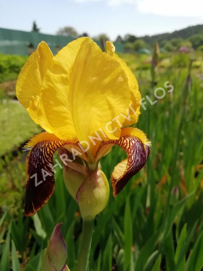 Kosatec německý 'Pinnacle' - Iris barbata-elatior 'Pinnacle'