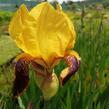 Kosatec německý 'Pinnacle' - Iris barbata-elatior 'Pinnacle'