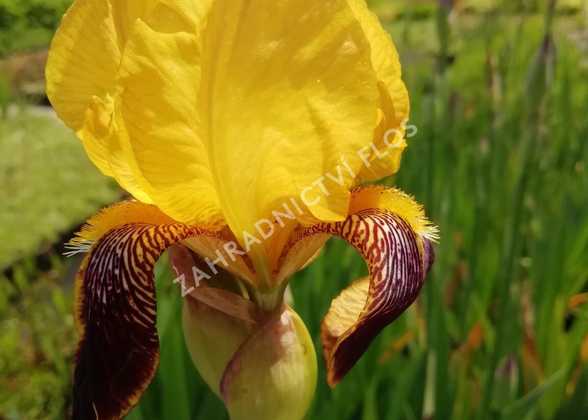 Kosatec německý 'Pinnacle' - Iris barbata-elatior 'Pinnacle'