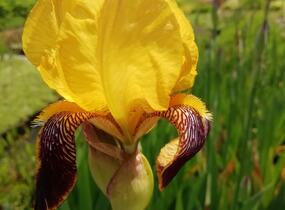 Kosatec německý 'Pinnacle' - Iris barbata-elatior 'Pinnacle'