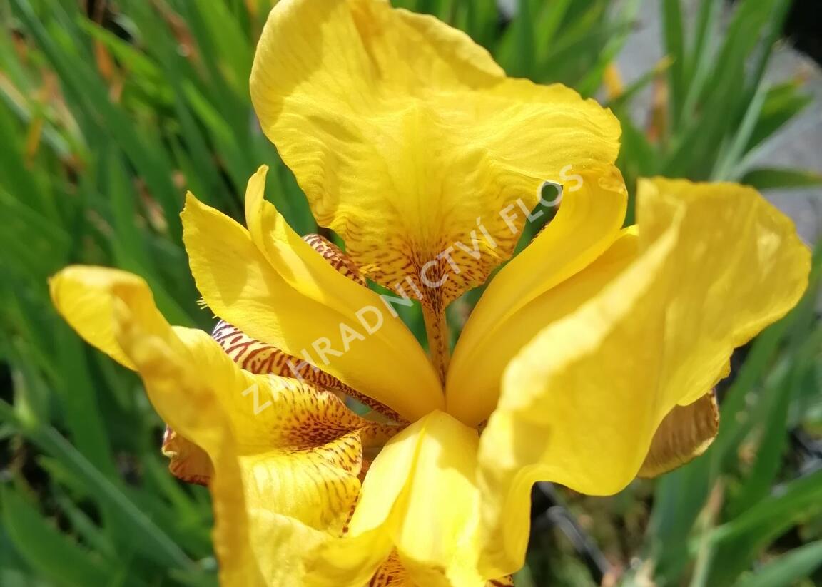 Kosatec německý 'Pinnacle' - Iris barbata-elatior 'Pinnacle'