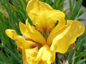 Kosatec německý 'Pinnacle' - Iris barbata-elatior 'Pinnacle'
