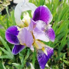 Kosatec německý 'Hellblau lila' - Iris barbata-elatior 'Hellblau lila'