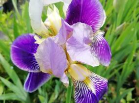 Kosatec německý 'Hellblau lila' - Iris barbata-elatior 'Hellblau lila'