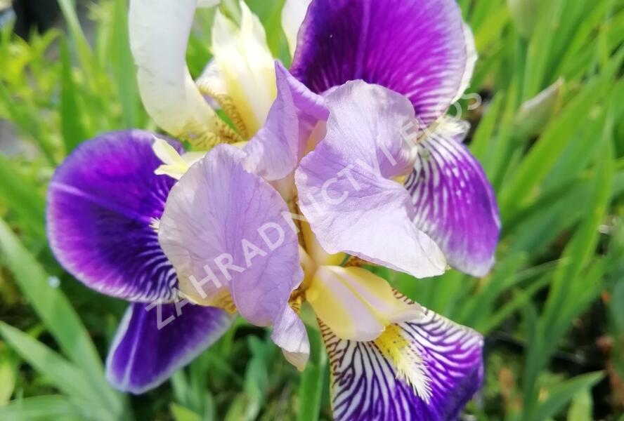Kosatec německý 'Hellblau lila' - Iris barbata-elatior 'Hellblau lila'
