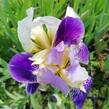 Kosatec německý 'Hellblau lila' - Iris barbata-elatior 'Hellblau lila'