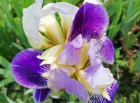 Kosatec německý 'Hellblau lila' - Iris barbata-elatior 'Hellblau lila'