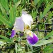 Kosatec německý 'Hellblau lila' - Iris barbata-elatior 'Hellblau lila'