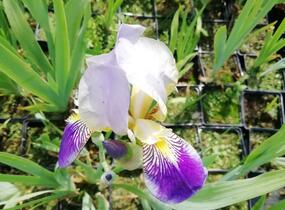 Kosatec německý 'Hellblau lila' - Iris barbata-elatior 'Hellblau lila'