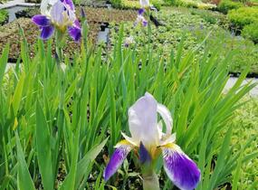 Kosatec německý 'Hellblau lila' - Iris barbata-elatior 'Hellblau lila'