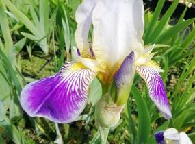 Kosatec německý 'Hellblau lila' - Iris barbata-elatior 'Hellblau lila'