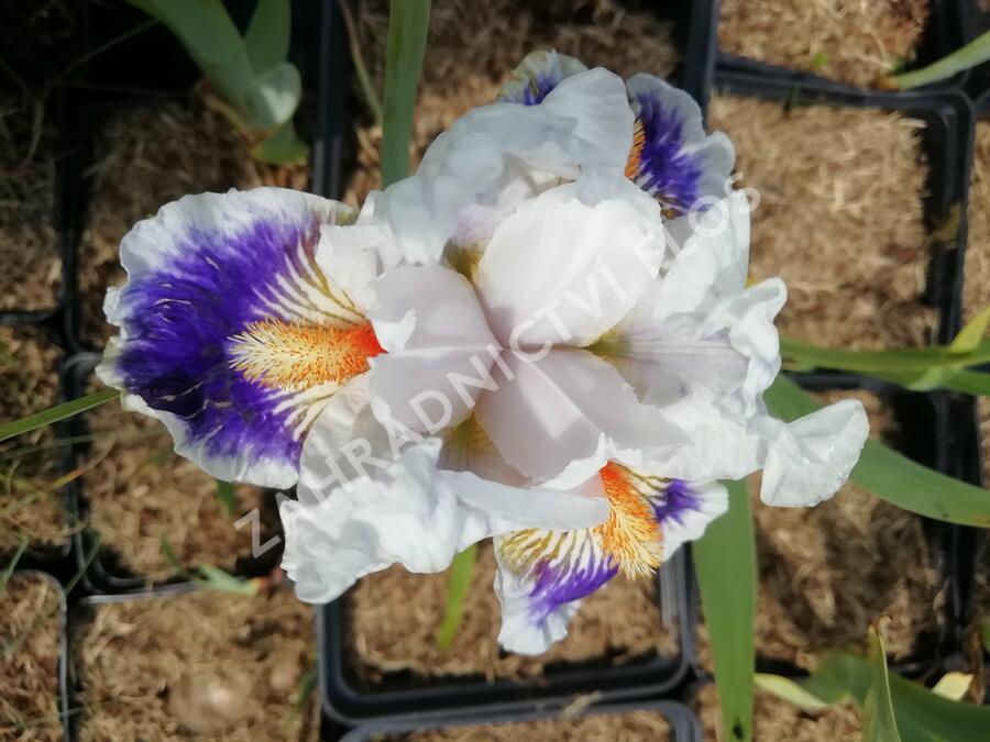 Kosatec německý 'American's Patriot' - Iris barbata-elatior 'American's Patriot'