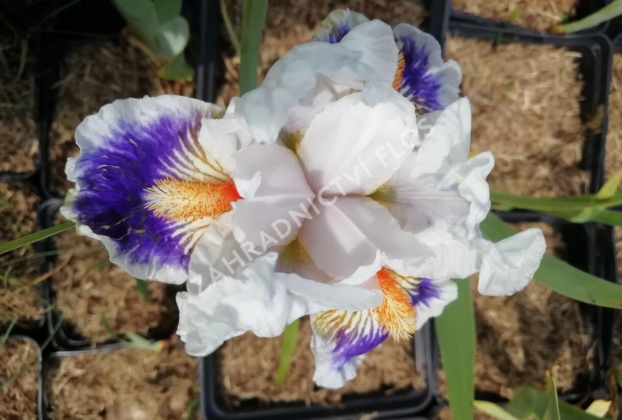 Kosatec německý 'American's Patriot' - Iris barbata-elatior 'American's Patriot'