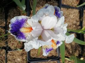 Kosatec německý 'American's Patriot' - Iris barbata-elatior 'American's Patriot'
