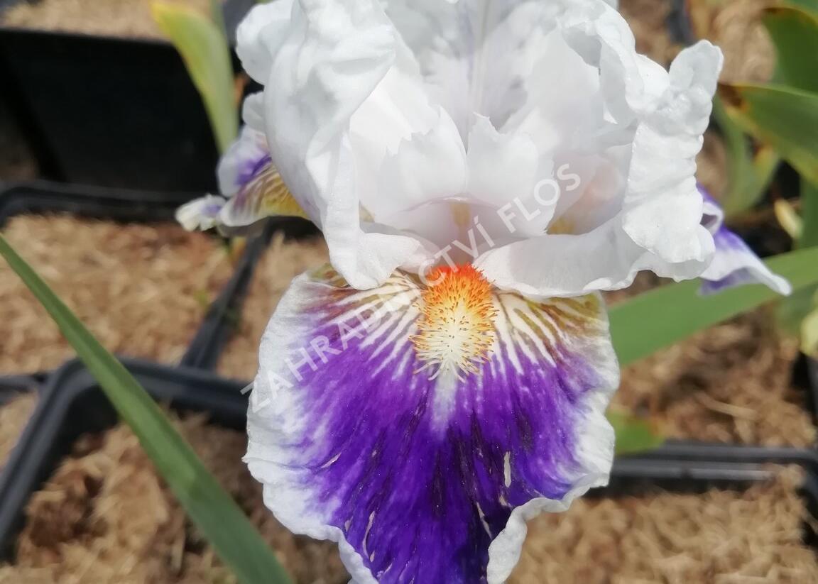 Kosatec německý 'American's Patriot' - Iris barbata-elatior 'American's Patriot'
