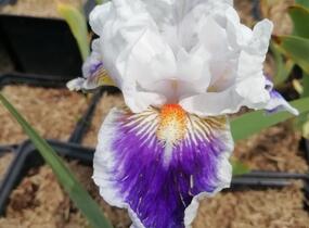 Kosatec německý 'American's Patriot' - Iris barbata-elatior 'American's Patriot'