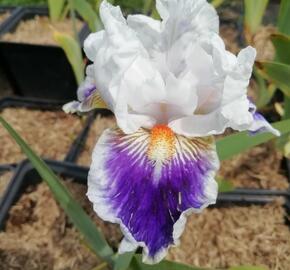 Kosatec německý 'American's Patriot' - Iris barbata-elatior 'American's Patriot'