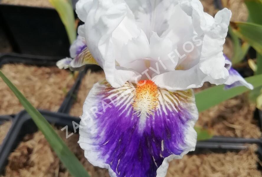 Kosatec německý 'American's Patriot' - Iris barbata-elatior 'American's Patriot'